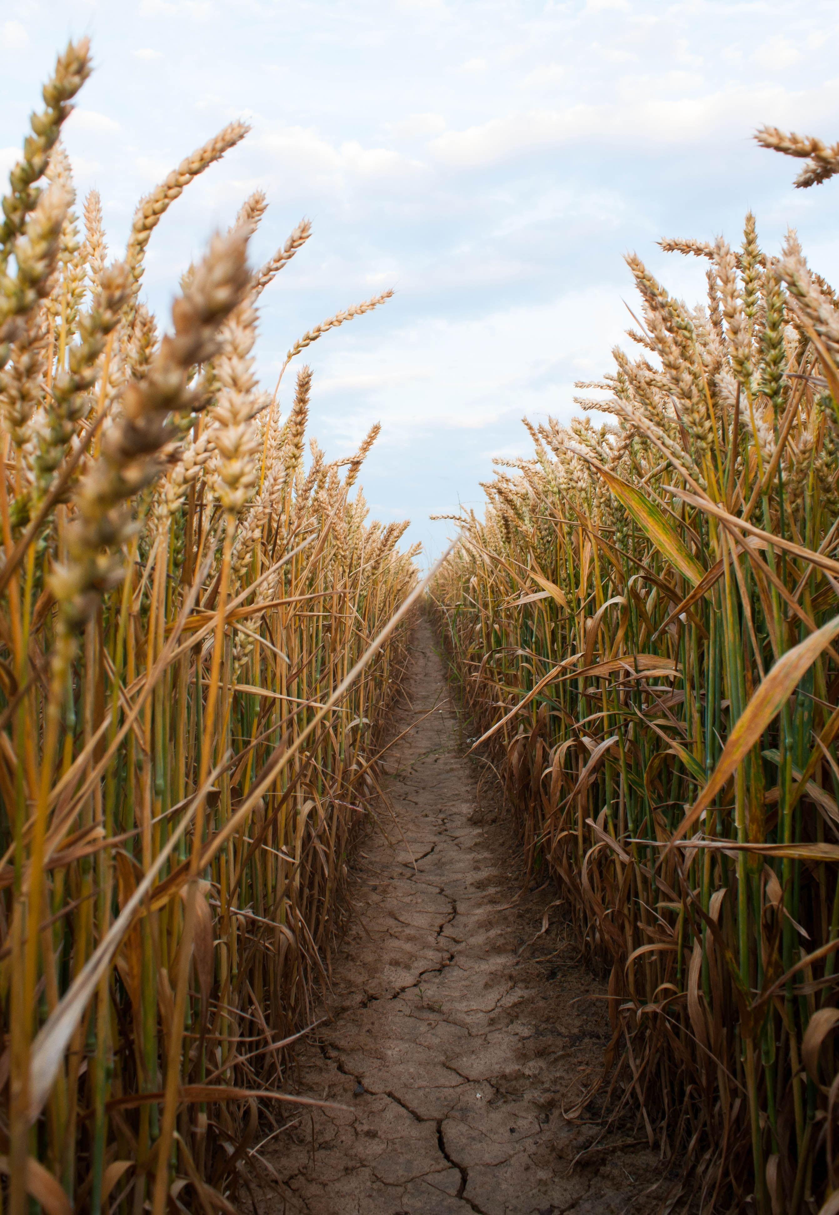 Harvest